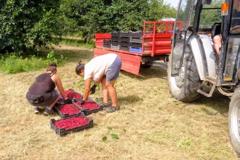 cherry picking East Hungary