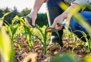agriculture