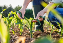 agriculture